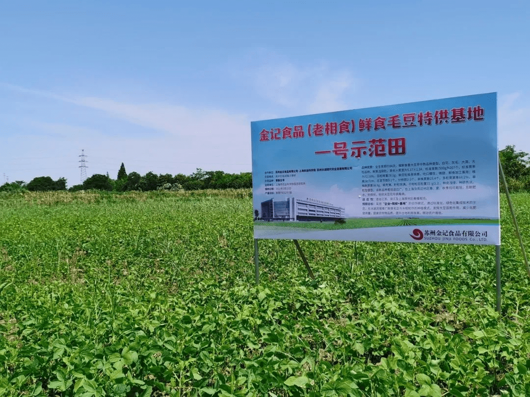 老相食太湖綠色鮮食毛豆基地豐收在望——育種合作示范田譜寫產業新篇章